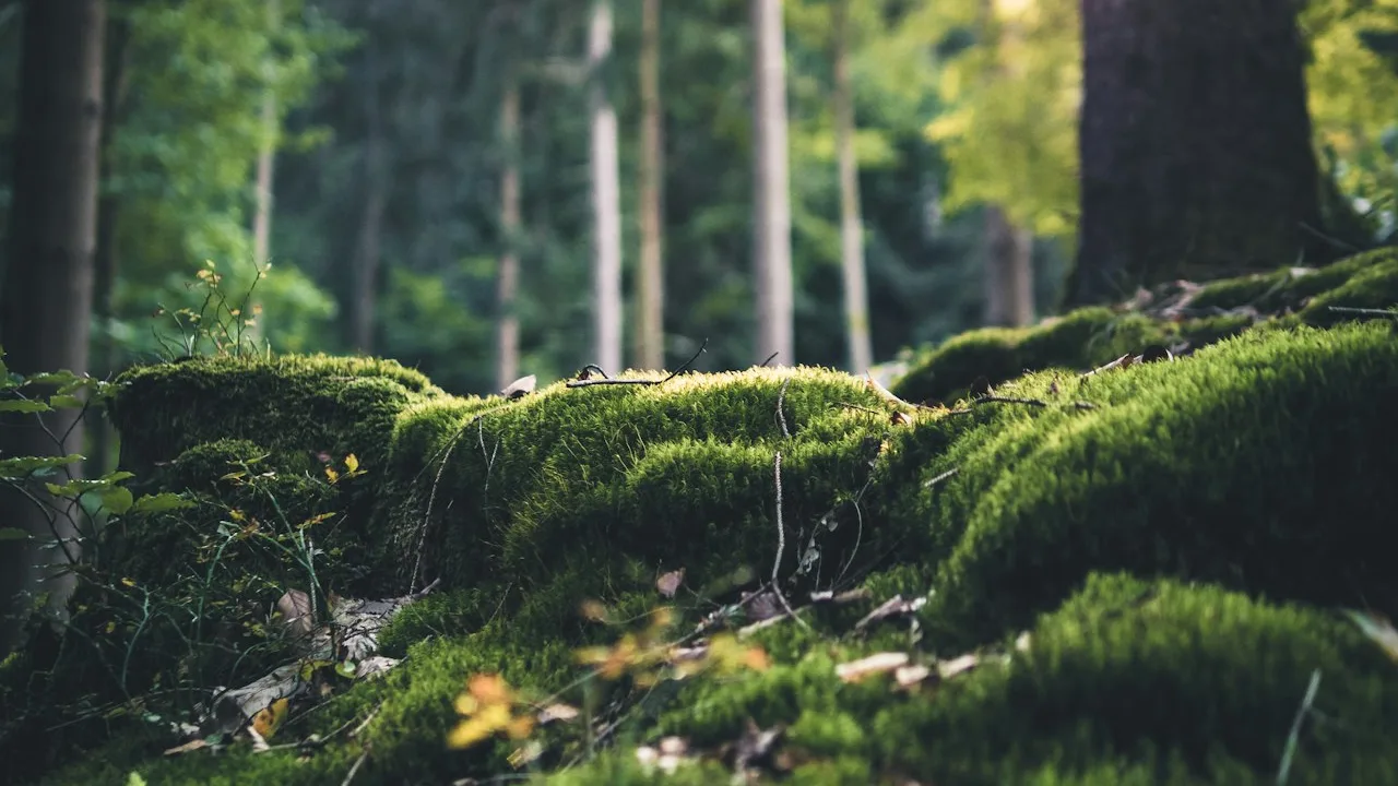 Mobilisation citoyenne pour la sauvegarde environnementale des espaces communaux